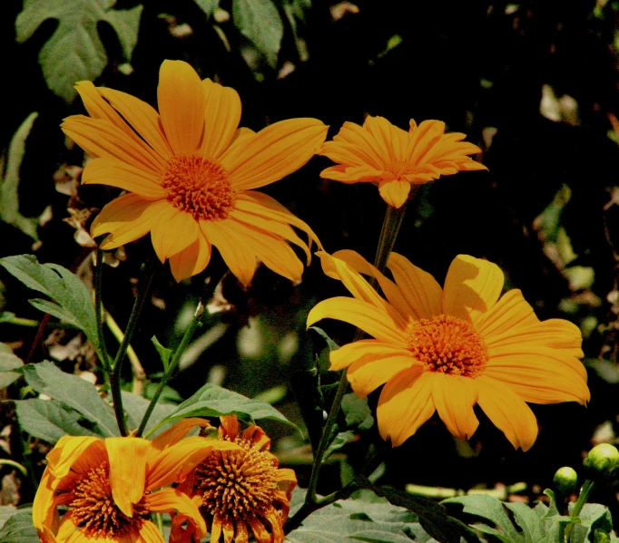 three yellow flowers are blooming in the sunlight