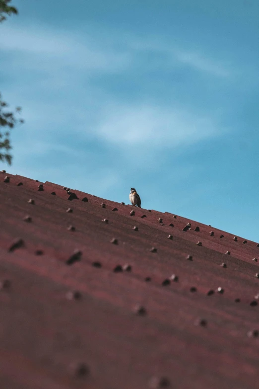a small bird on the side of a mountain