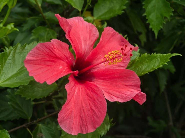 red flower surrounded by green foliage, in the day time