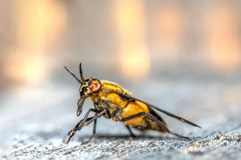 a close up image of a yellow fly