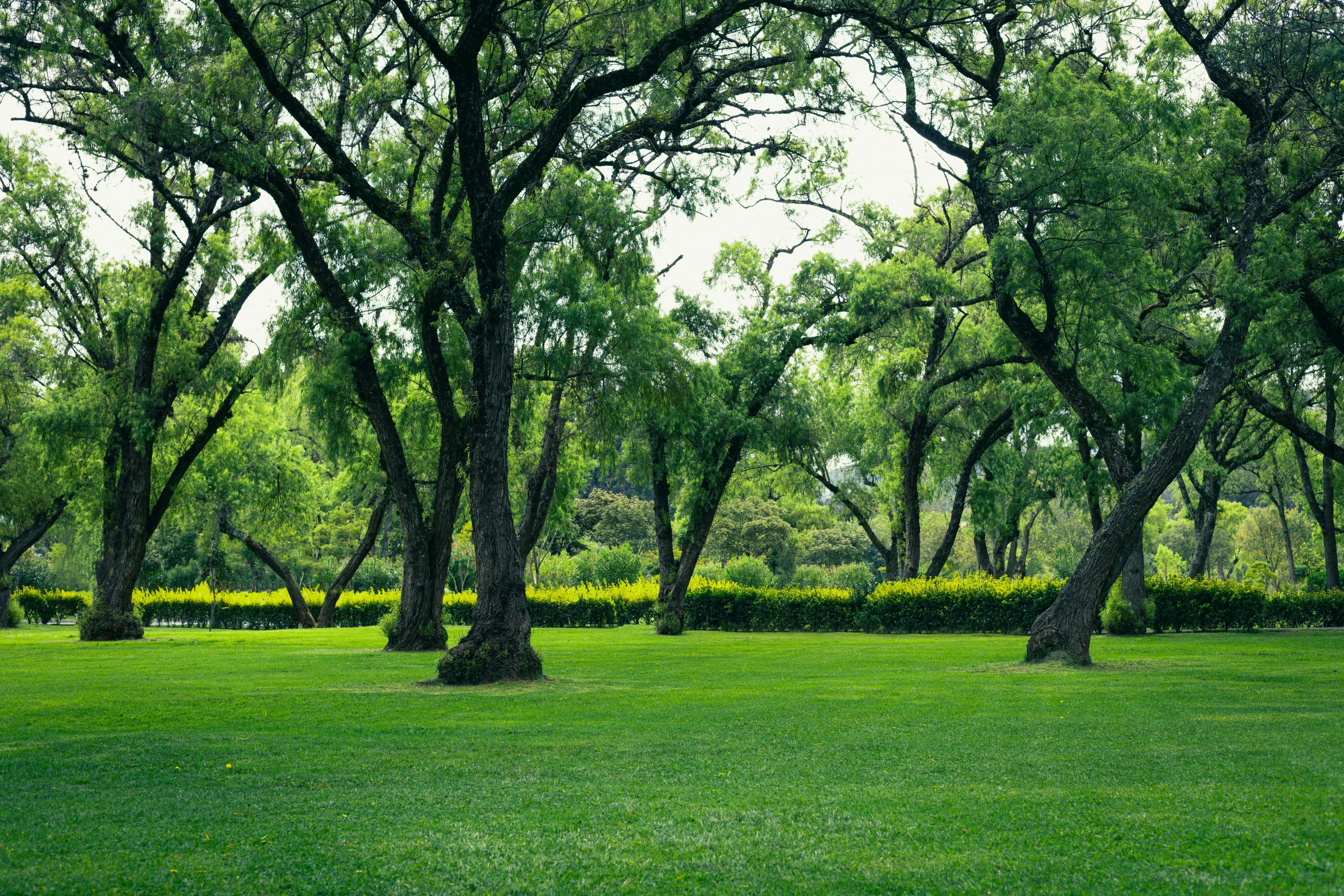 two trees in the grass surrounded by bushes