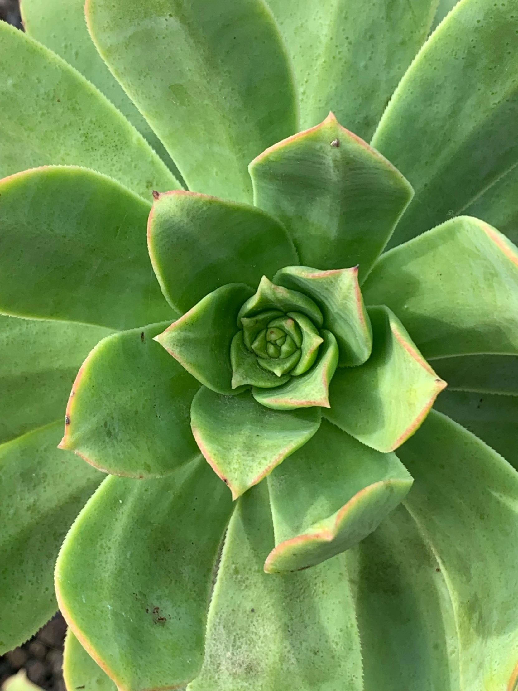 a green flower with lots of green leaves