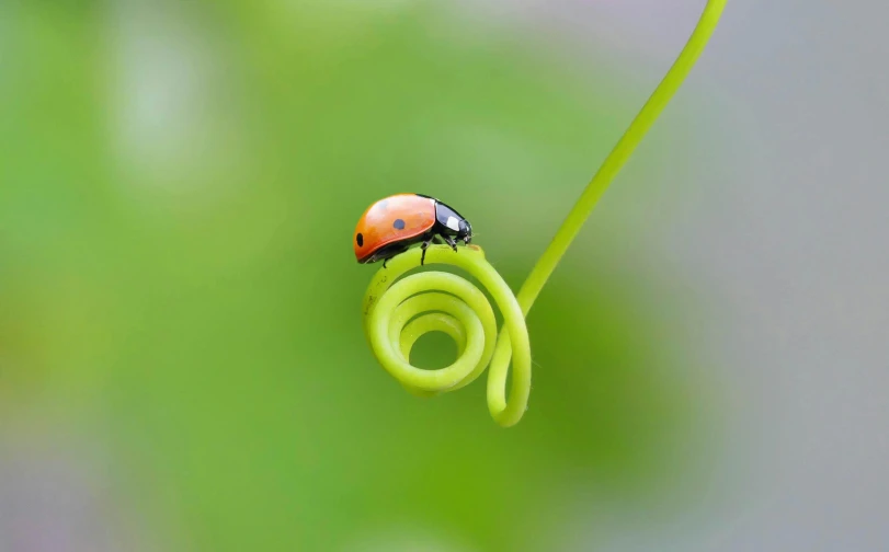 the lady bug is resting on the top of the flower