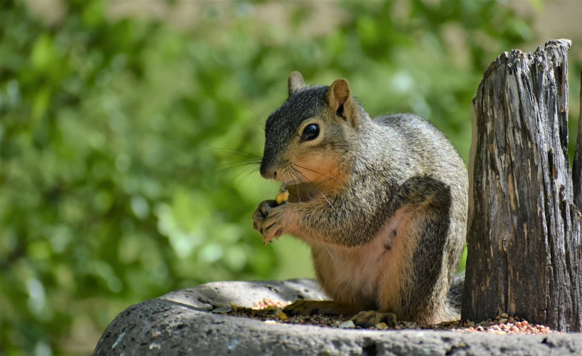 a small squirrel is eating seeds from his hand