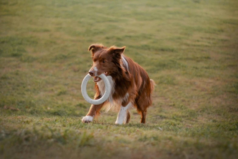 there is a dog that has a frisbee in its mouth