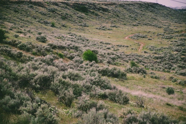 a large green field with an old road running through it