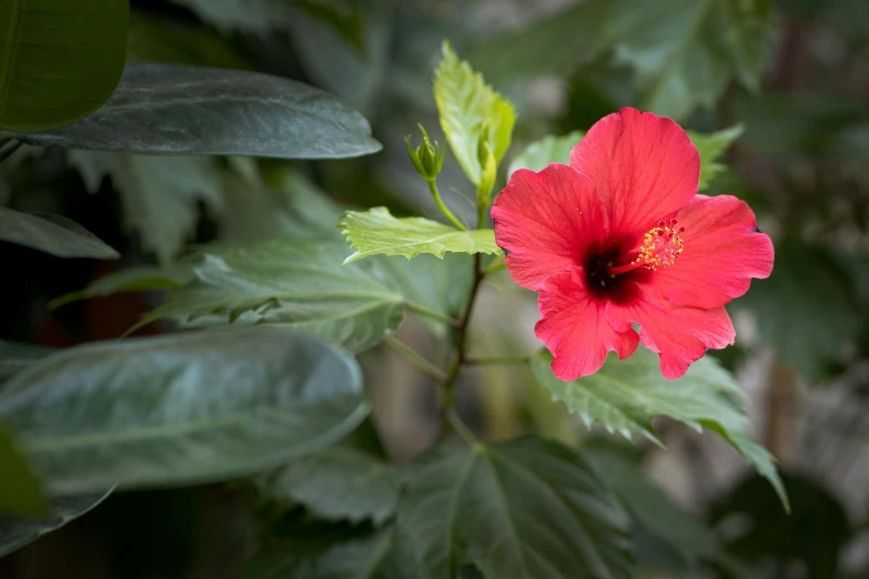 a close up of a red flower on some leaves