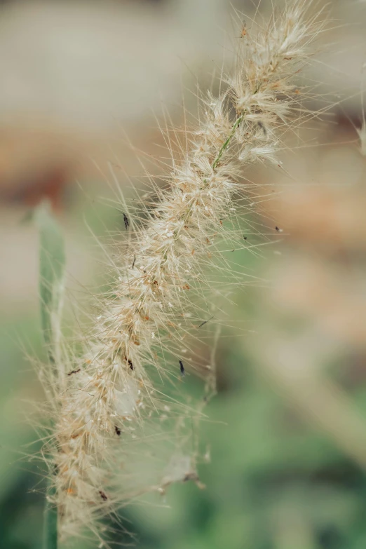 an extreme close - up picture of a plant in blossom