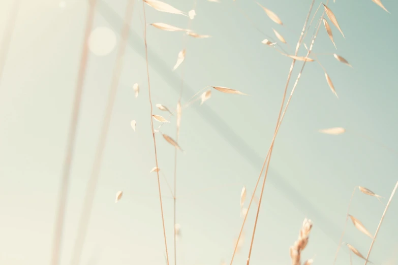 some very pretty dried plants against a blue sky