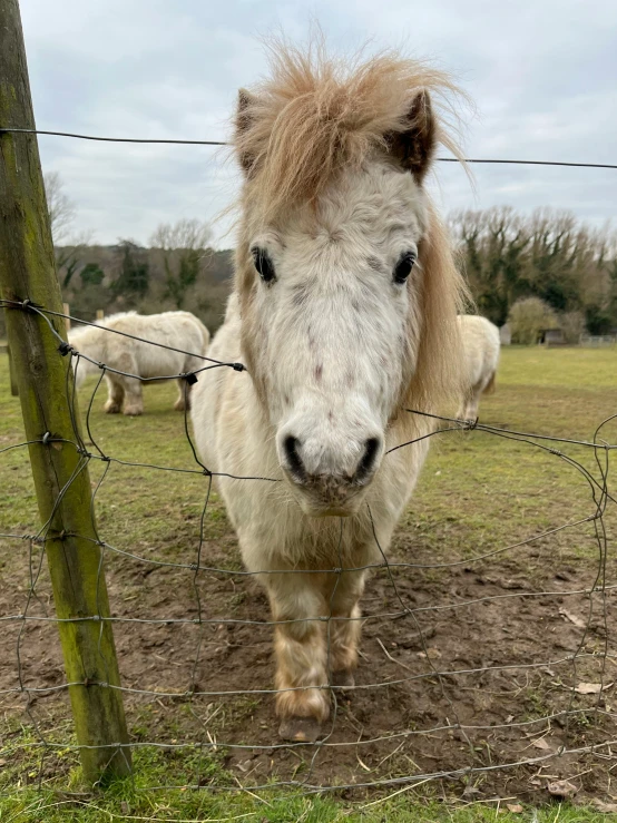 the horse is standing behind a fence with other animals behind it