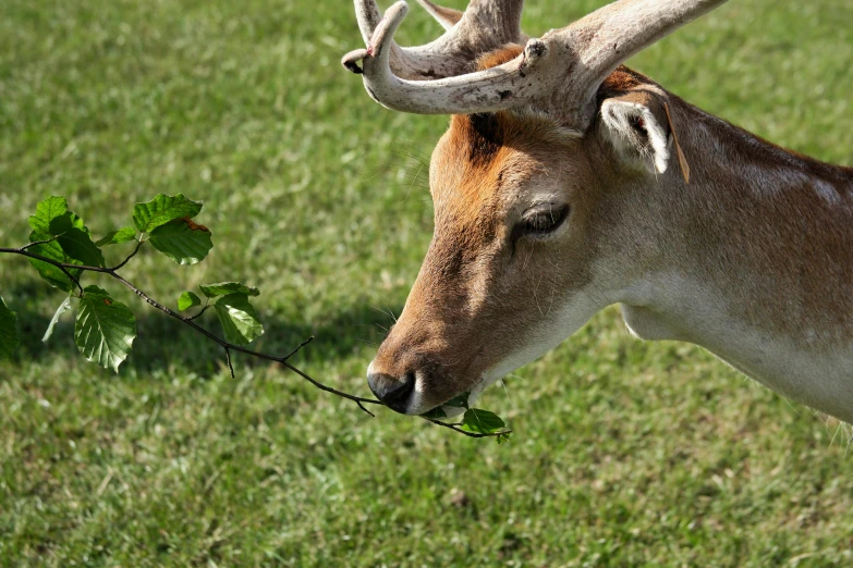 a deer eats leaves on the grass