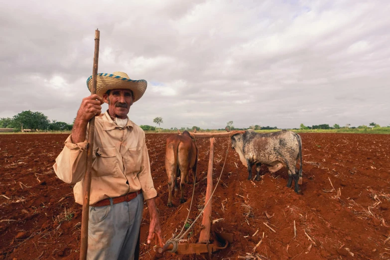 a farmer in his field with his cows