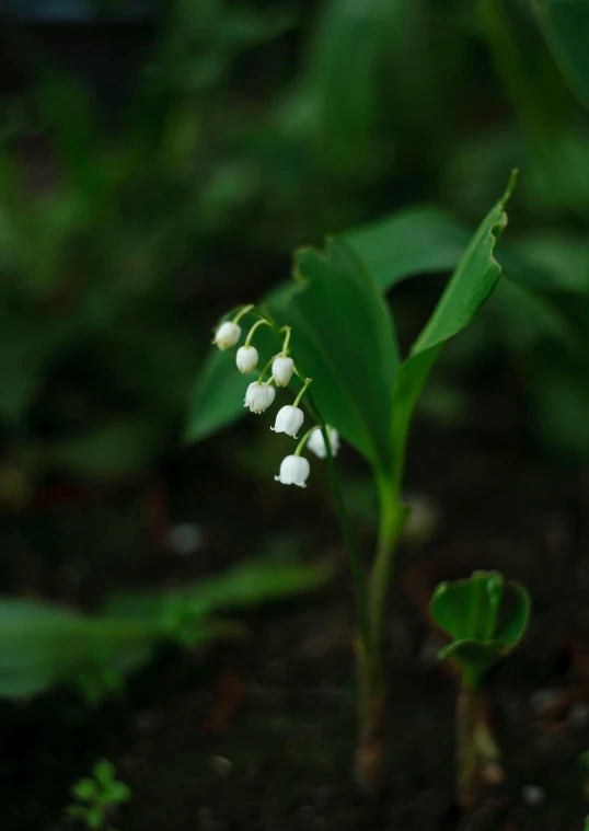 white flowers on top of a green plant