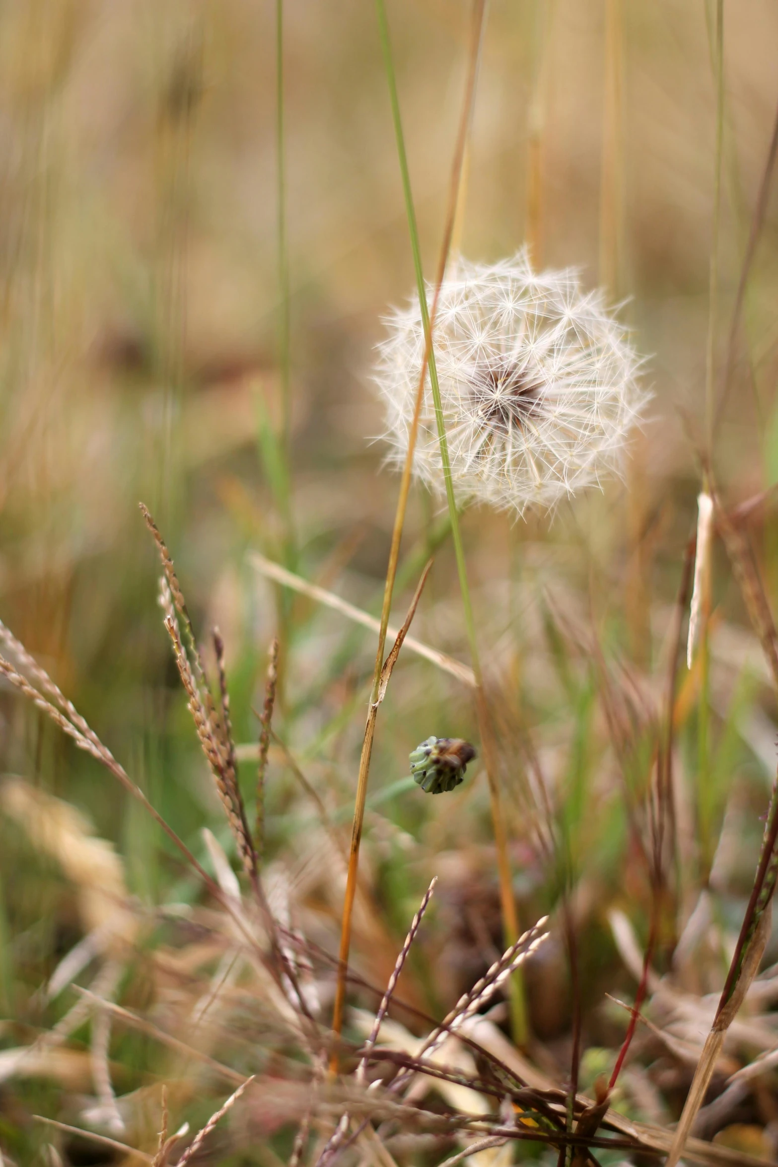 this image is taken at the base of a plant