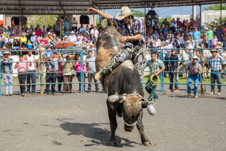 a man rides on the back of a bull