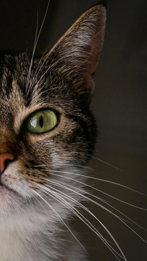 a cat's green eyes and white whiskers