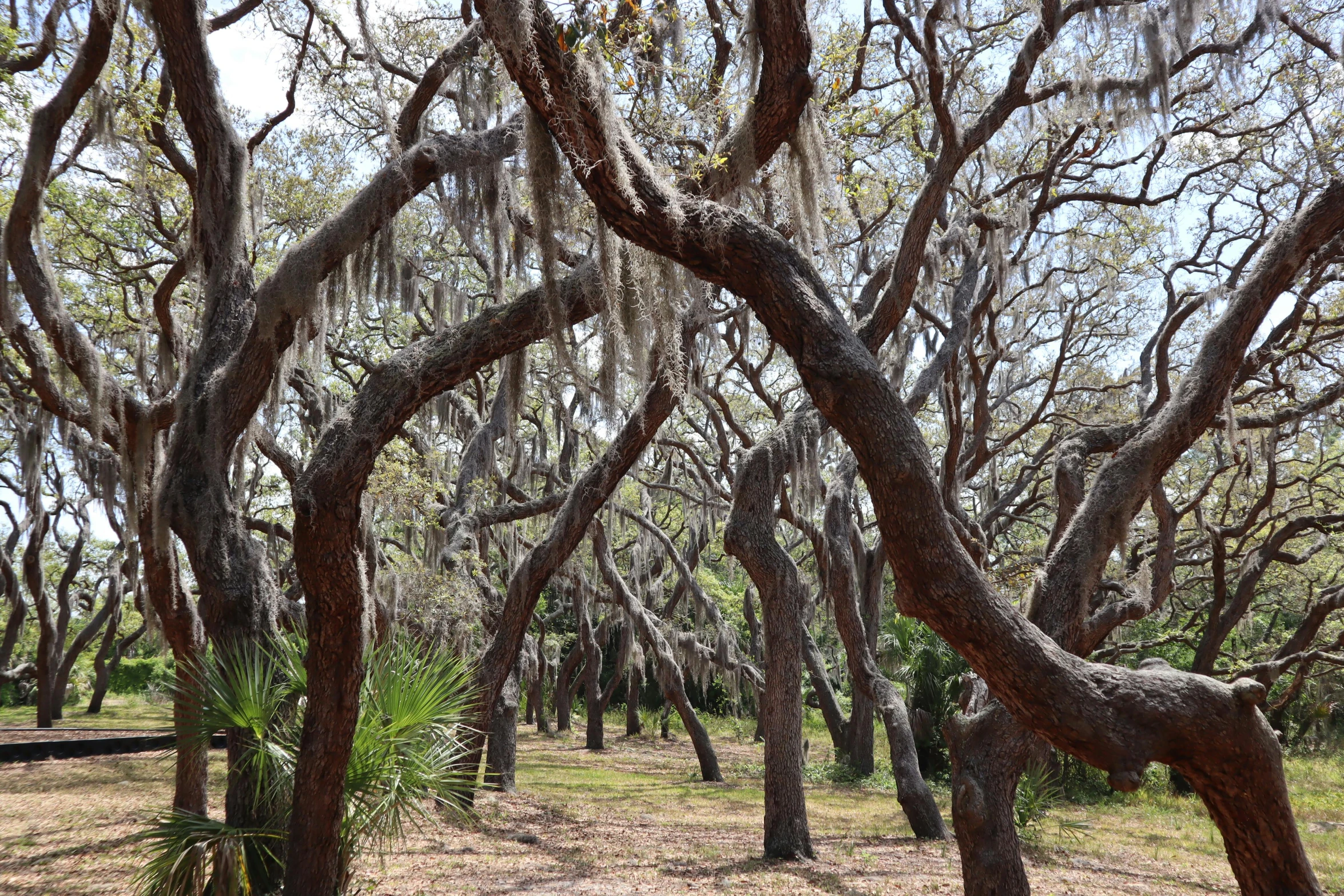 a lot of trees in the woods, with white moss growing from them