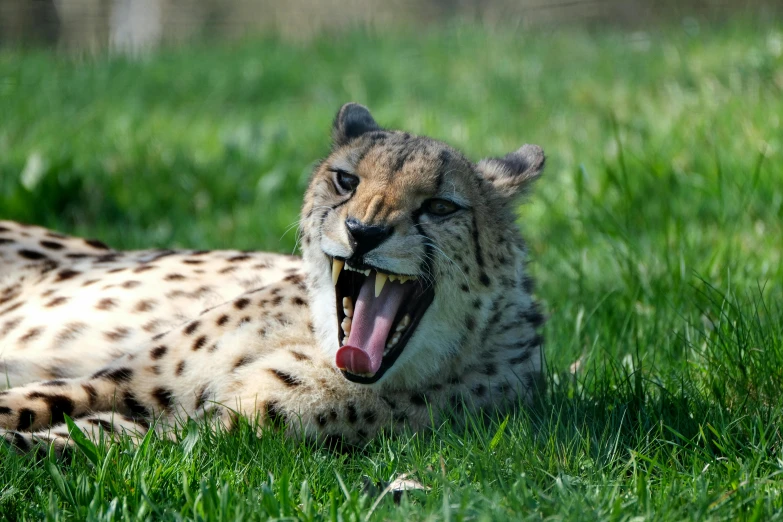 a cheetah yawning on the grass with it's mouth open