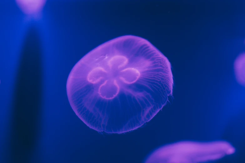 an image of a jellyfish in the water