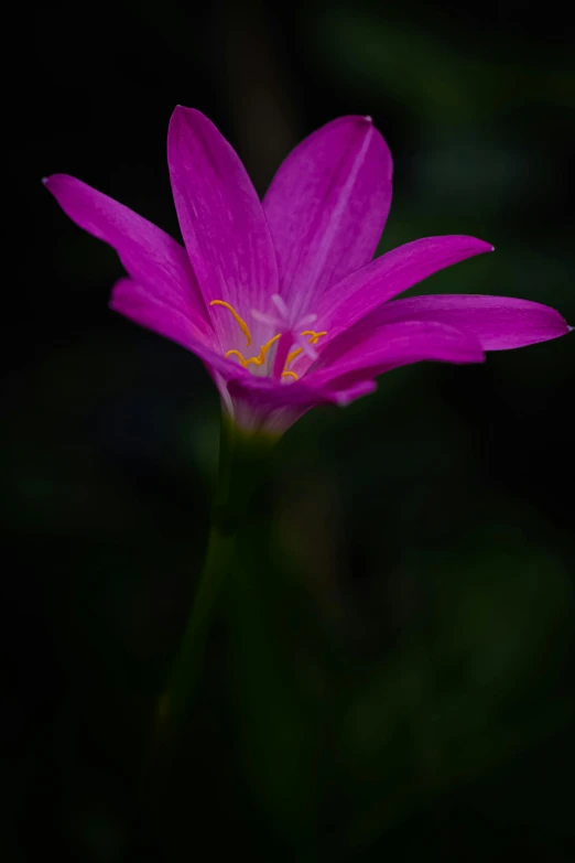 a purple flower in a dark background