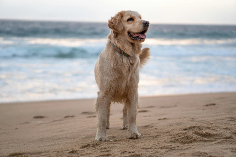 a dog standing in the sand at the beach
