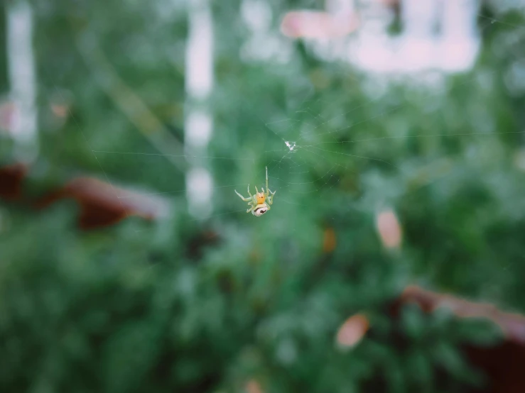 a spider sits on its web while in the midst of a green area