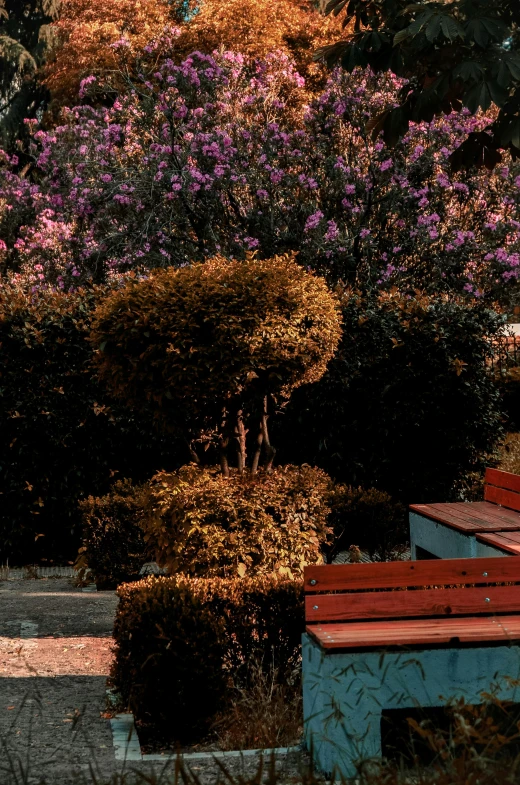 a bench in front of trees in the middle of the park