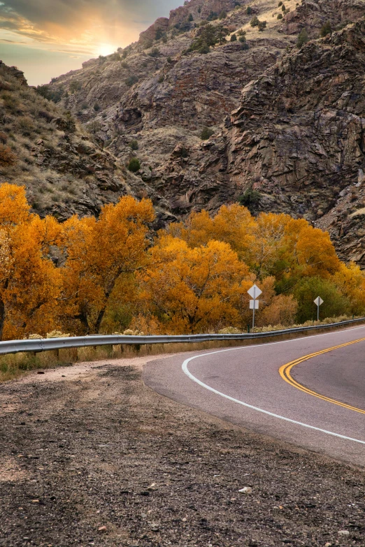 the yellow trees along the side of a mountain road