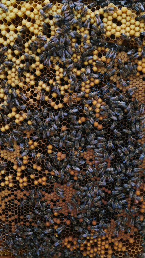 several honeybees clustered together in an intricate pattern