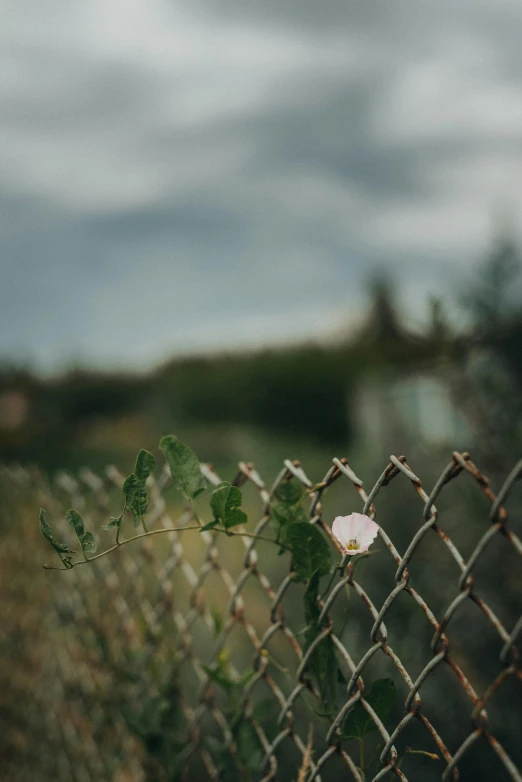 an overgrown fence and flower hanging on it