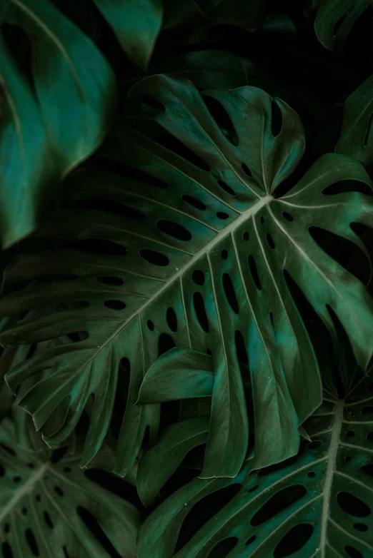 a big green leaf of an indoor plant