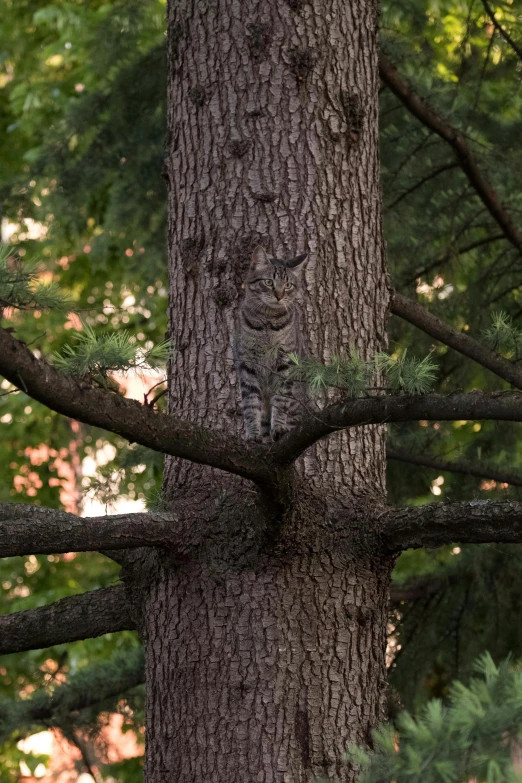 a large cat sitting on top of a tree