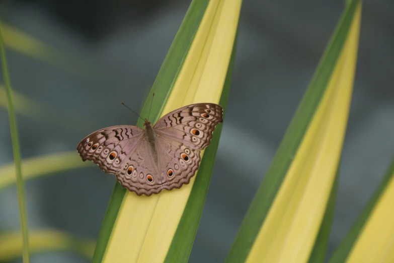 a brown erfly perched on a plant with leaves