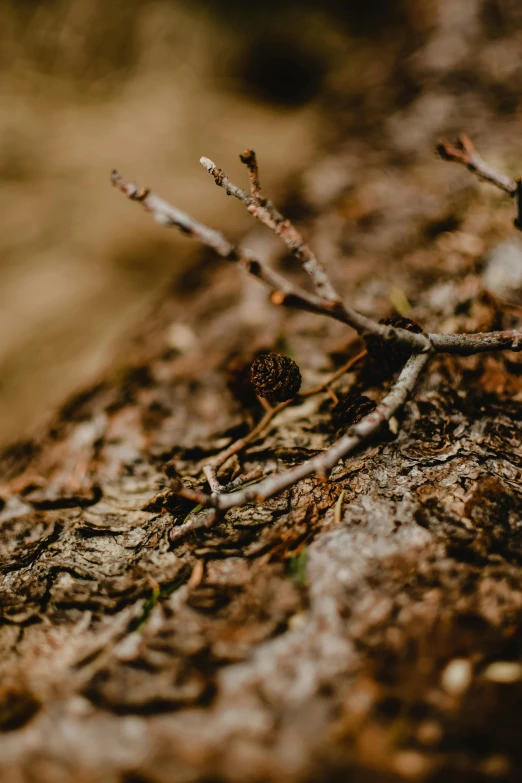 a plant grows on top of a rock