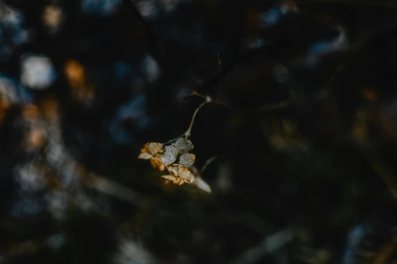 small white and brown leaves in the woods