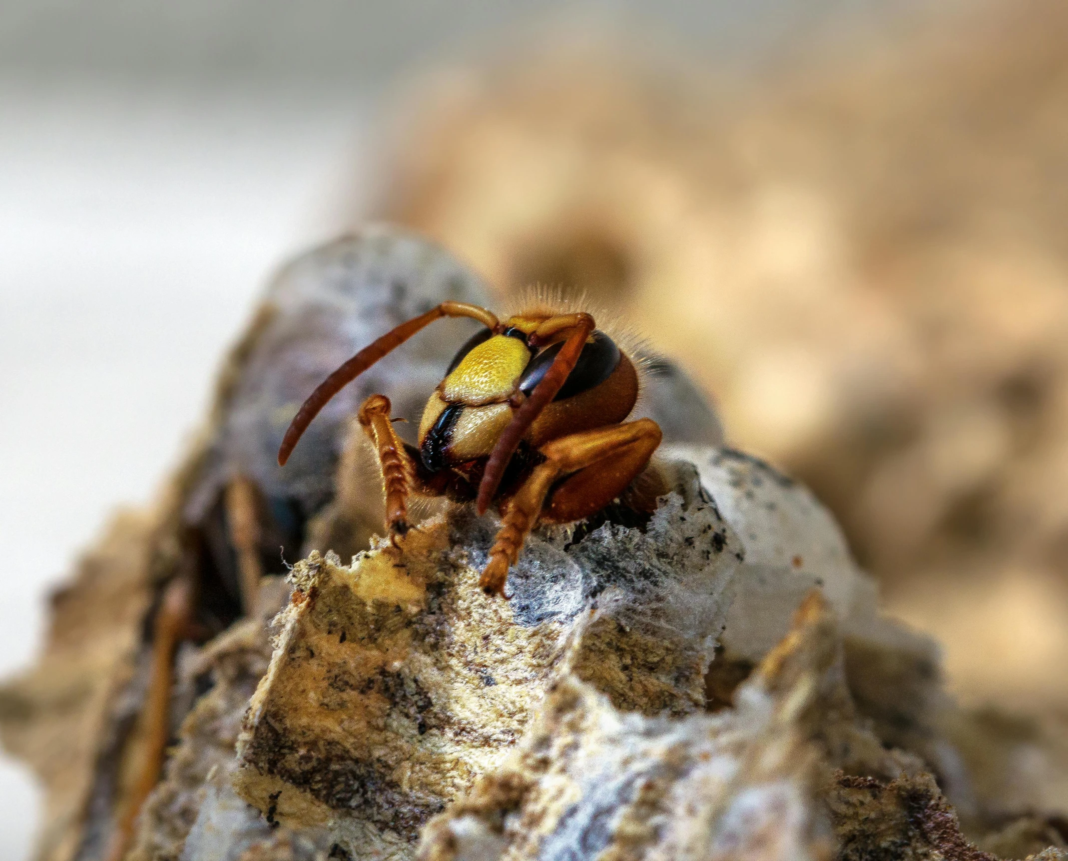 a large spider sitting on a rock