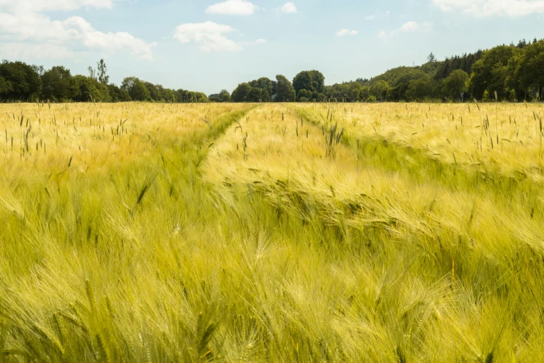 there is a very large field with a trail going through it