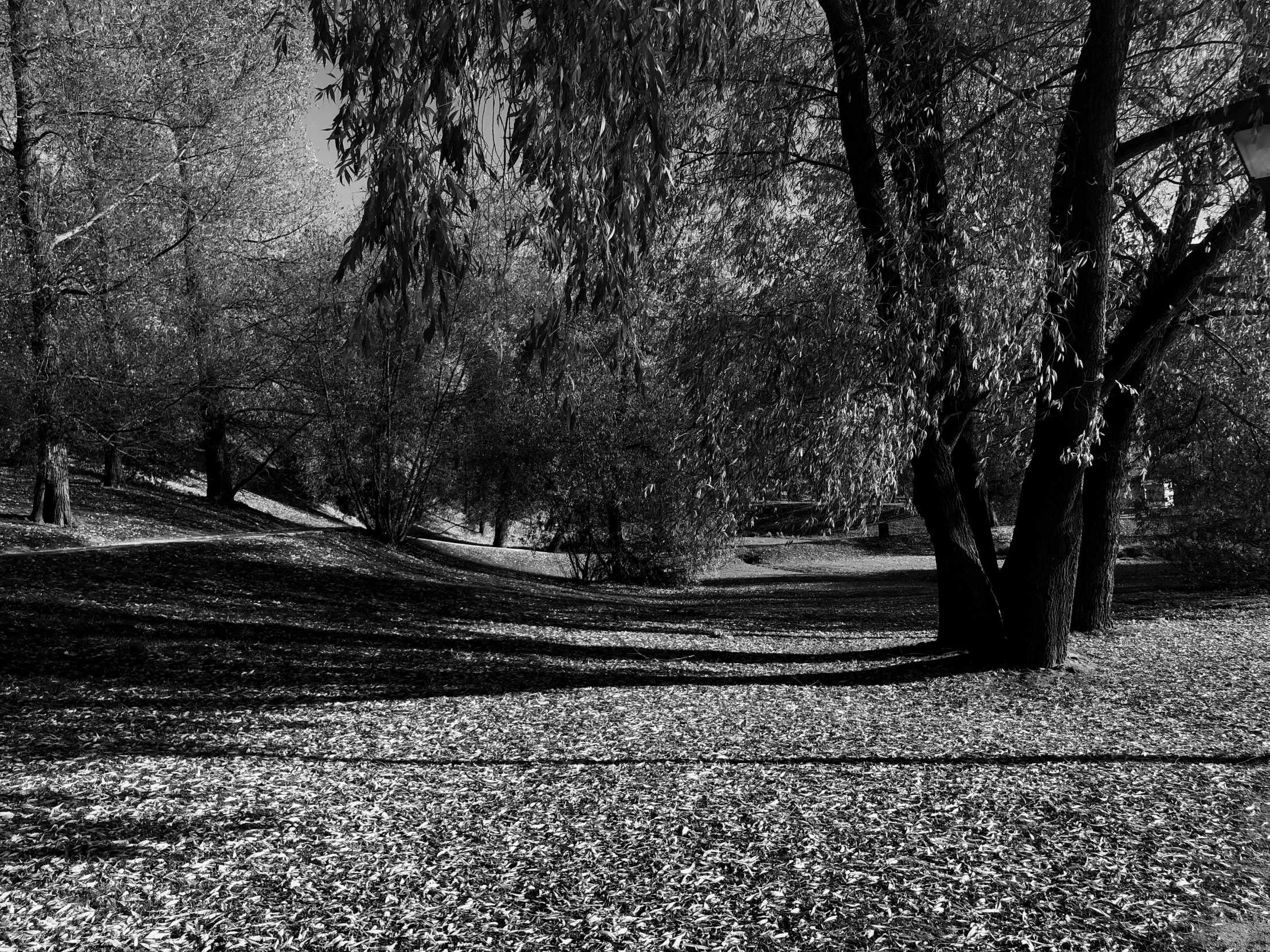 a bench underneath a large tree in a park