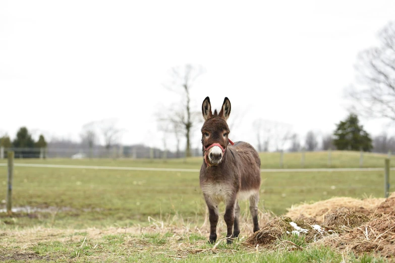 the donkey is standing on grass next to hay