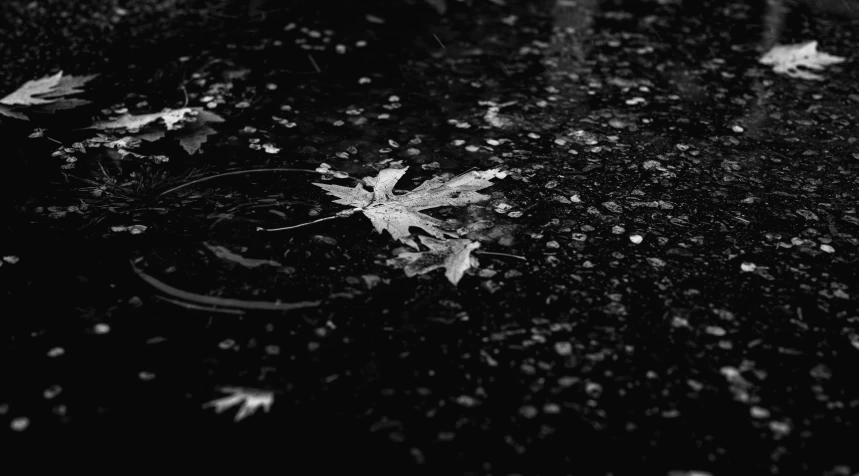 leaves are falling on the ground in black and white