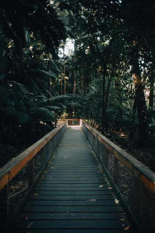 there is a wooden walkway in the woods
