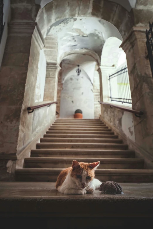 a cat is laying down on some steps