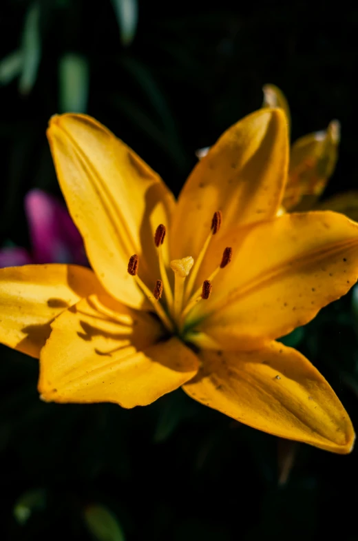 a bright yellow flower with stamen splayed around the center