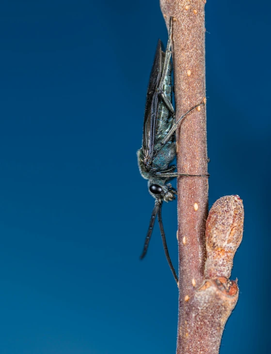 a small insect sits on the tree limb