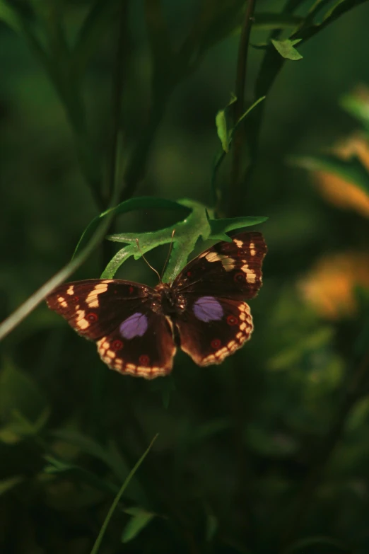 erfly with purple eyes sitting on green leaves