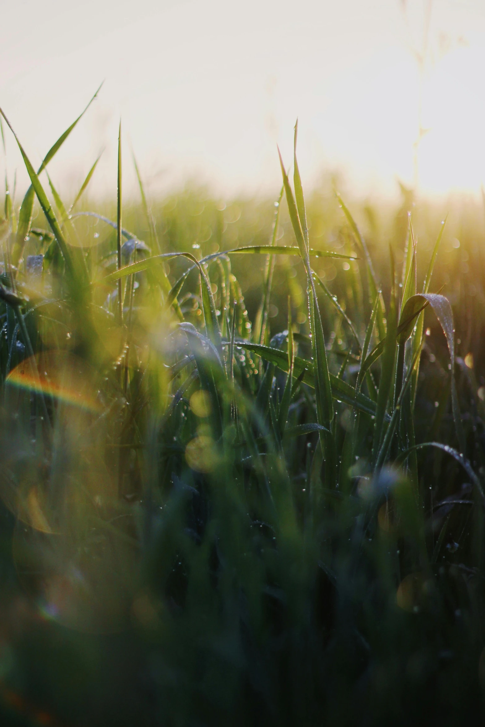 a grass that is sitting in the sunlight