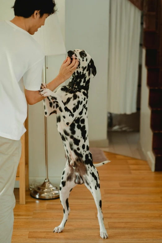 a man holding a dog with its legs in the air