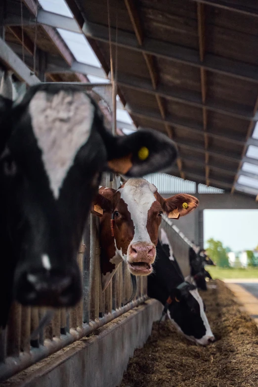 the cow looks at the camera as it is in its pen