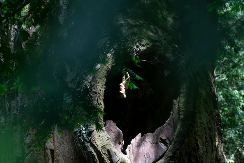 a hole in the bark of a tree