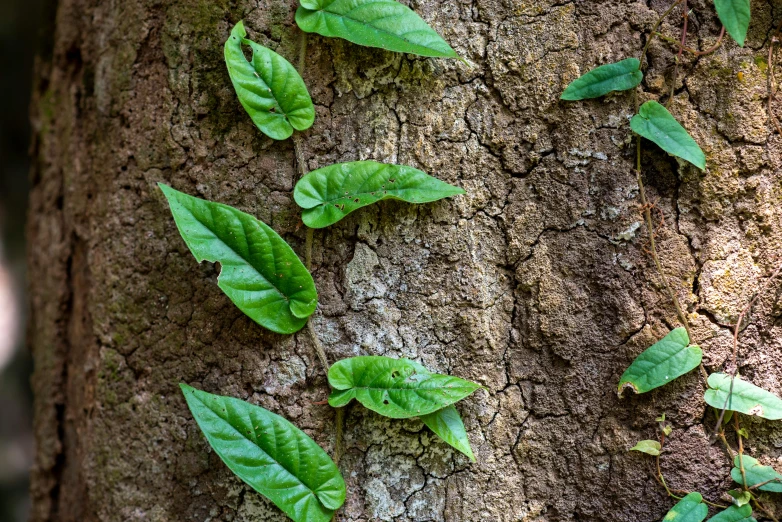 leaves growing on a tree trunk in the jungle